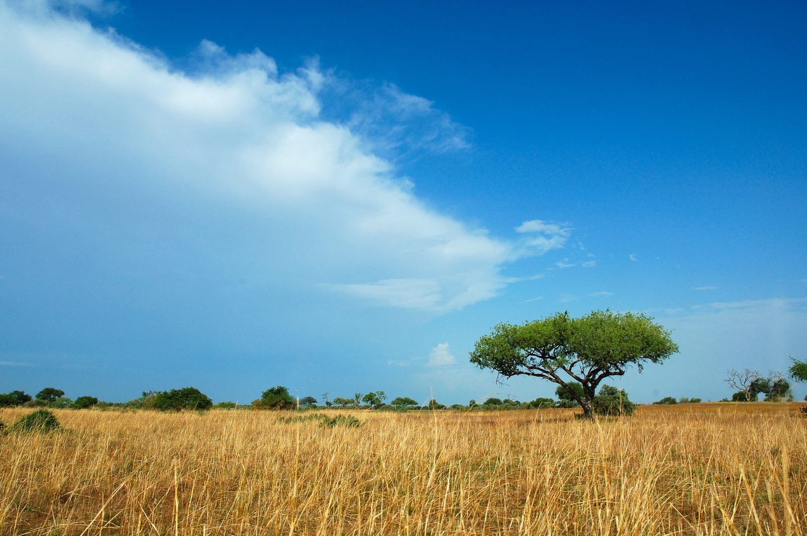 Kamerun