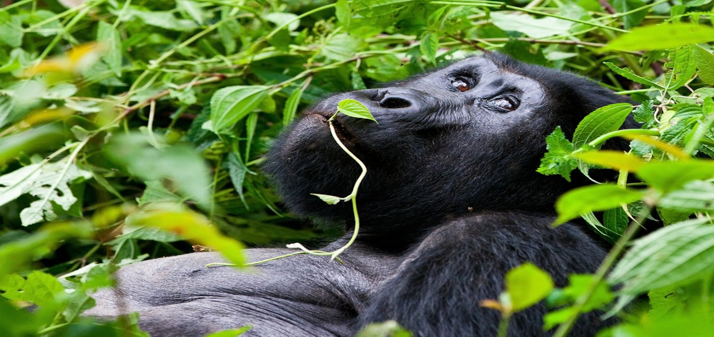 Uganda